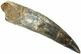 Fossil Spinosaurus Tooth - Real Dinosaur Tooth #311795-1